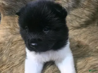 Akita dogs Hugo - Ad 32