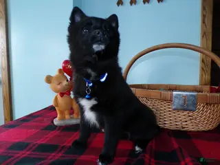 Alaskan Klee Kai dogs Alaskan Klee Kai Puppy 1 Barthalomew - Ad 11