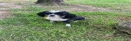 Toy Poodle dogs for sale: Toy Poodle black and white  - Ad 3