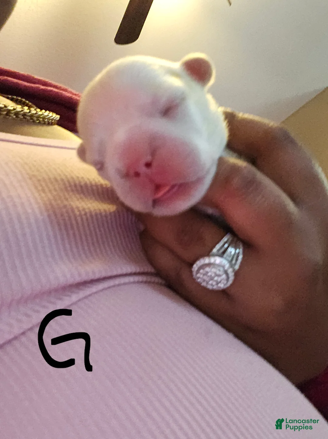 French Bulldog dogs for sale: French Bulldog 4 - Ad 1