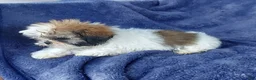 Shih Tzu dogs for sale: Willy - Ad 6