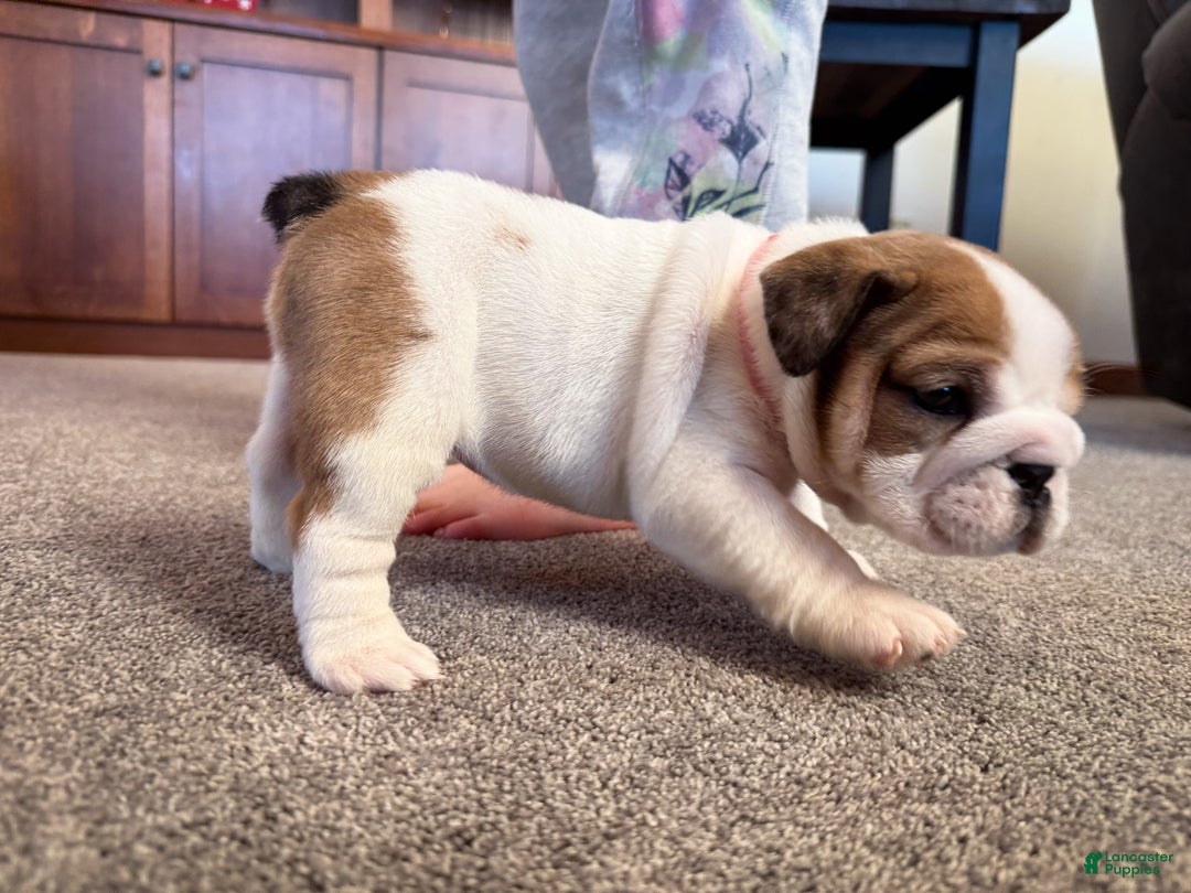 English Bulldog dogs for sale: Mia - Ad 3