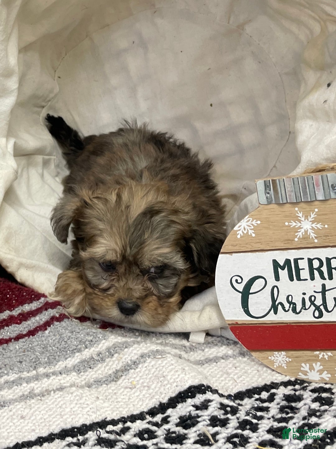 Shihpoo dogs for sale: Callie - Ad 3