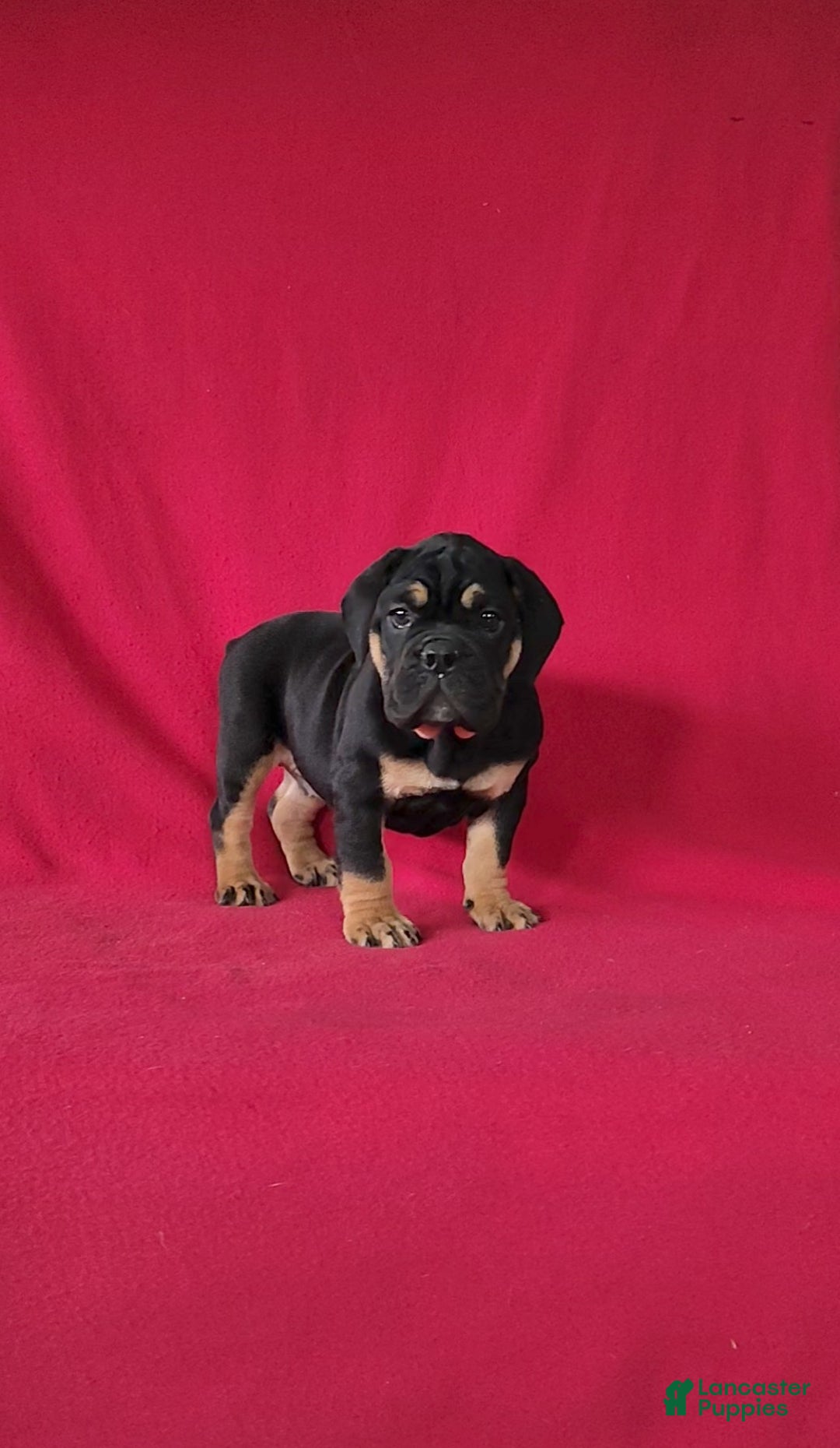 Beabull dogs for sale: Paisley - Ad 1