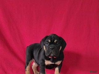 Mixed Breed dogs Paisley - Ad 7