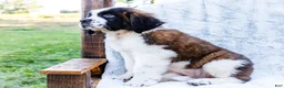 Saint Bernard dogs for sale: Cody - Ad 4