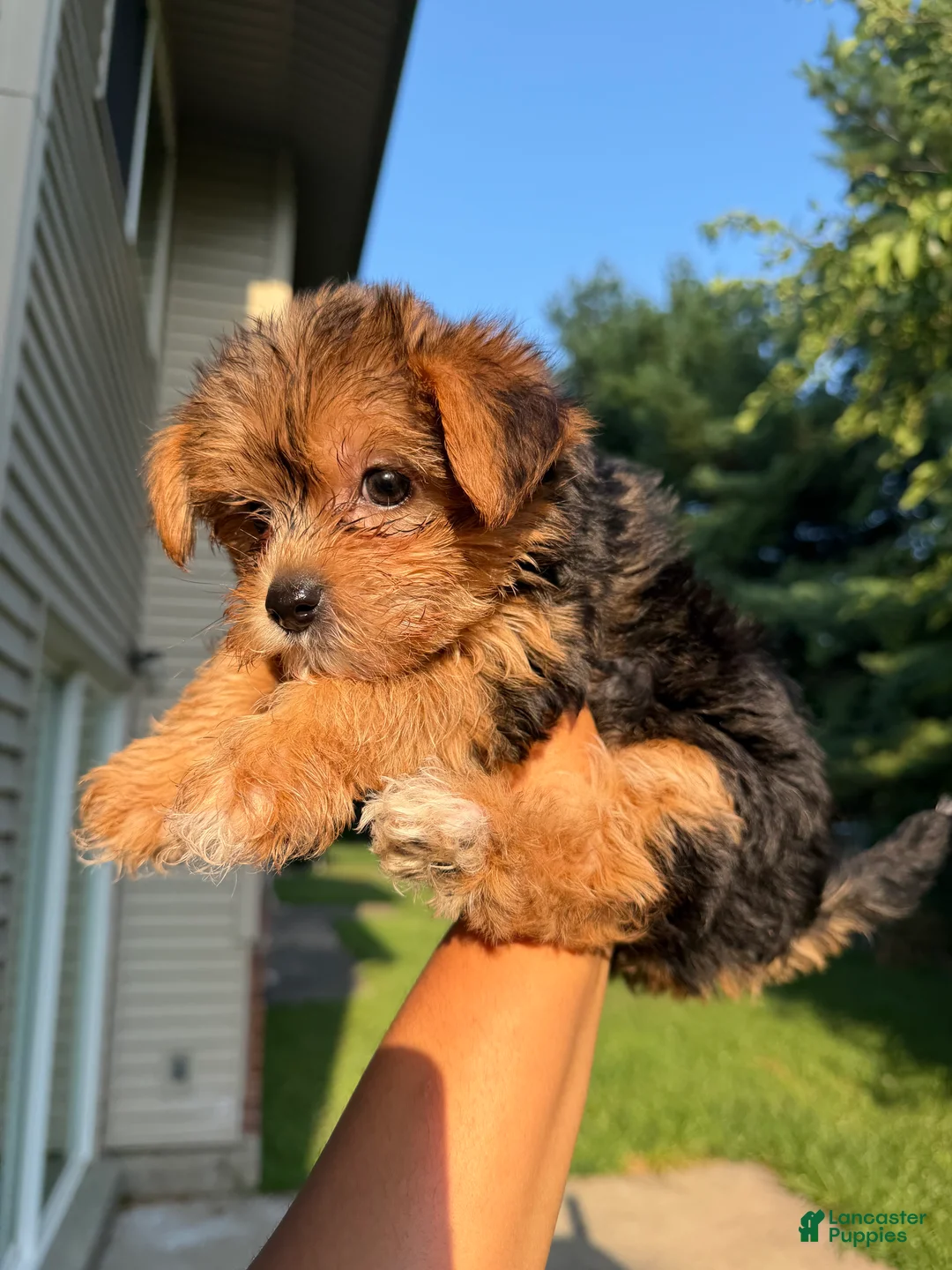 Yorkshire Terrier dogs for sale: Reese Puff  - Ad 2
