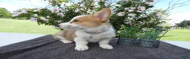 Welsh Corgi Pembroke 1 Winchester
