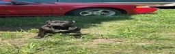Cane Corso dogs for sale: DIOR 🩷 - Ad 5