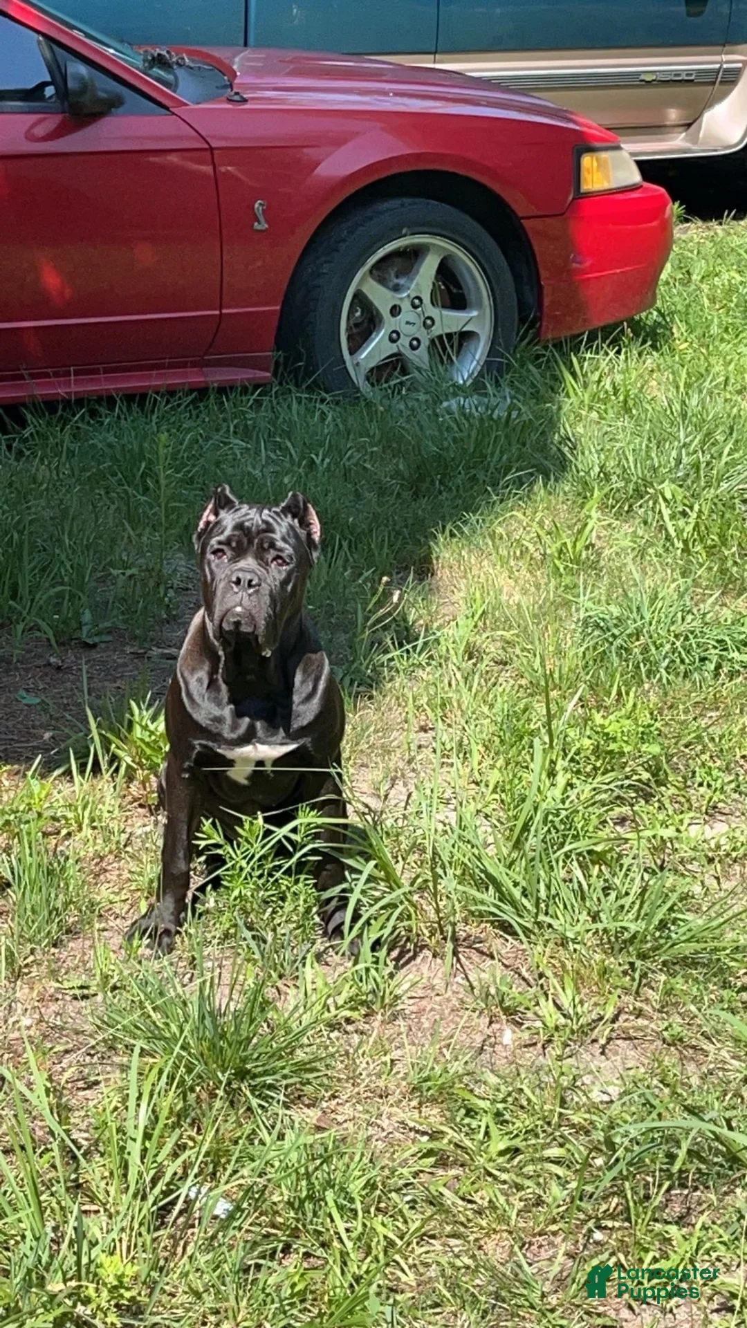 Cane Corso dogs for sale: DIOR 🩷 - Ad 5