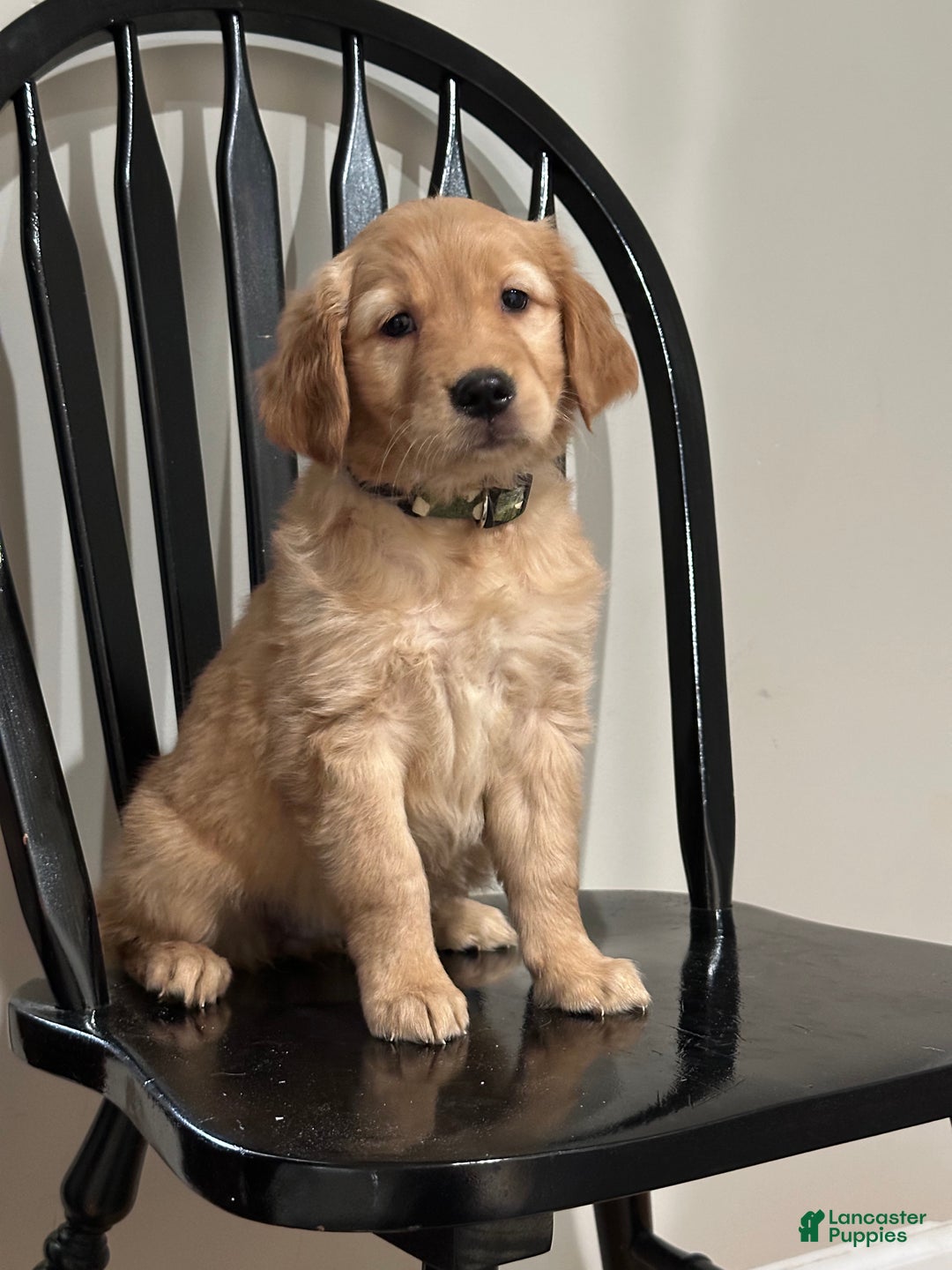 Golden Retriever dogs for sale: Opal - Ad 2