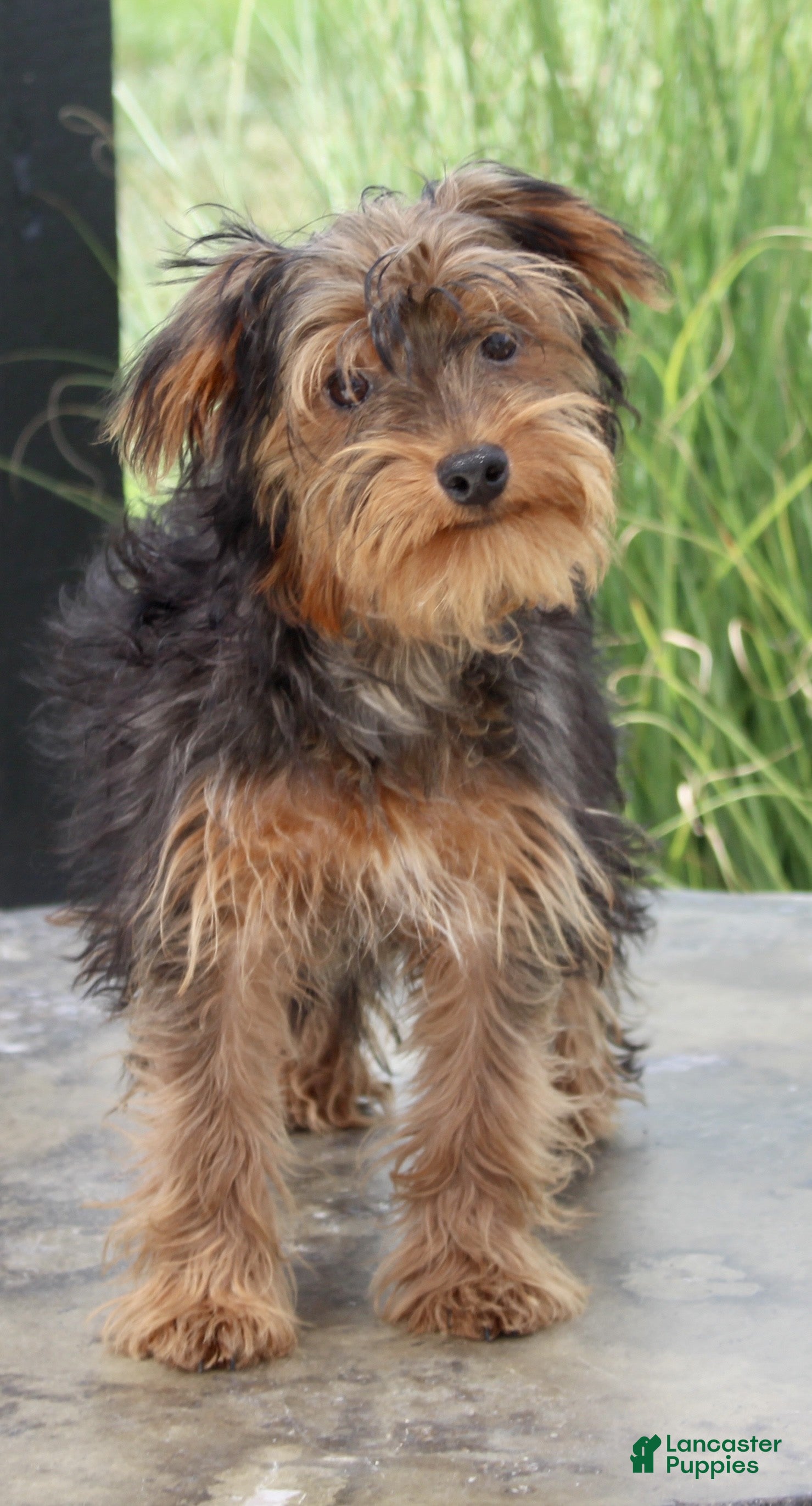 Yorkshire Terrier dogs Flower - Ad 2