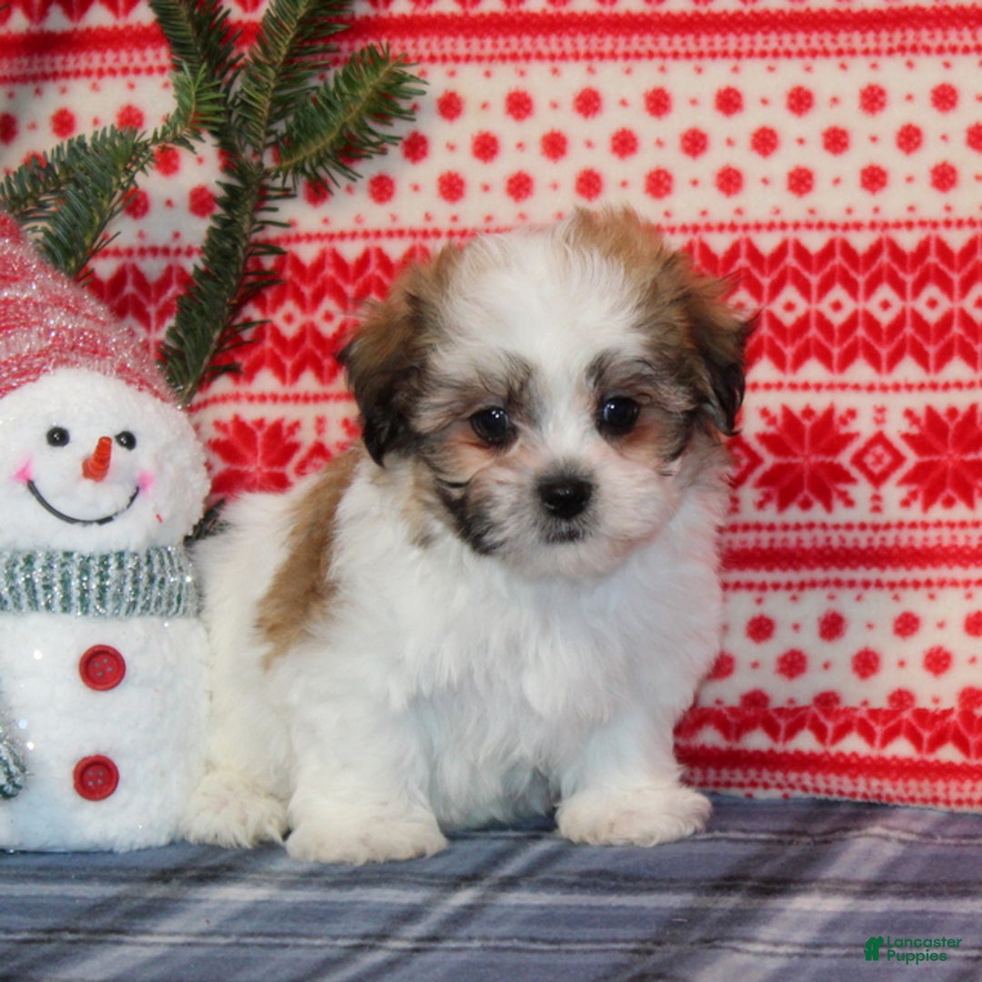 Teddy Bear dogs for sale: Frankie - Ad 1