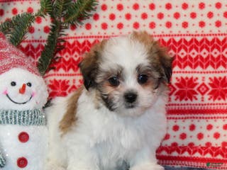 Teddy Bear dogs Frankie - Ad 37