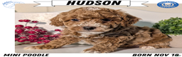 Miniature Poodle dogs for sale: Hudson - Ad 1