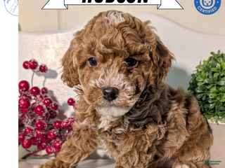 Miniature Poodle dogs Hudson - Ad 4