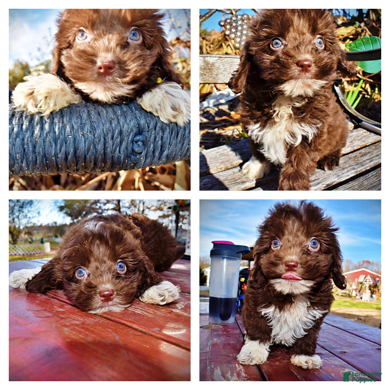 Havapoo dogs Ozzie - Ad 37