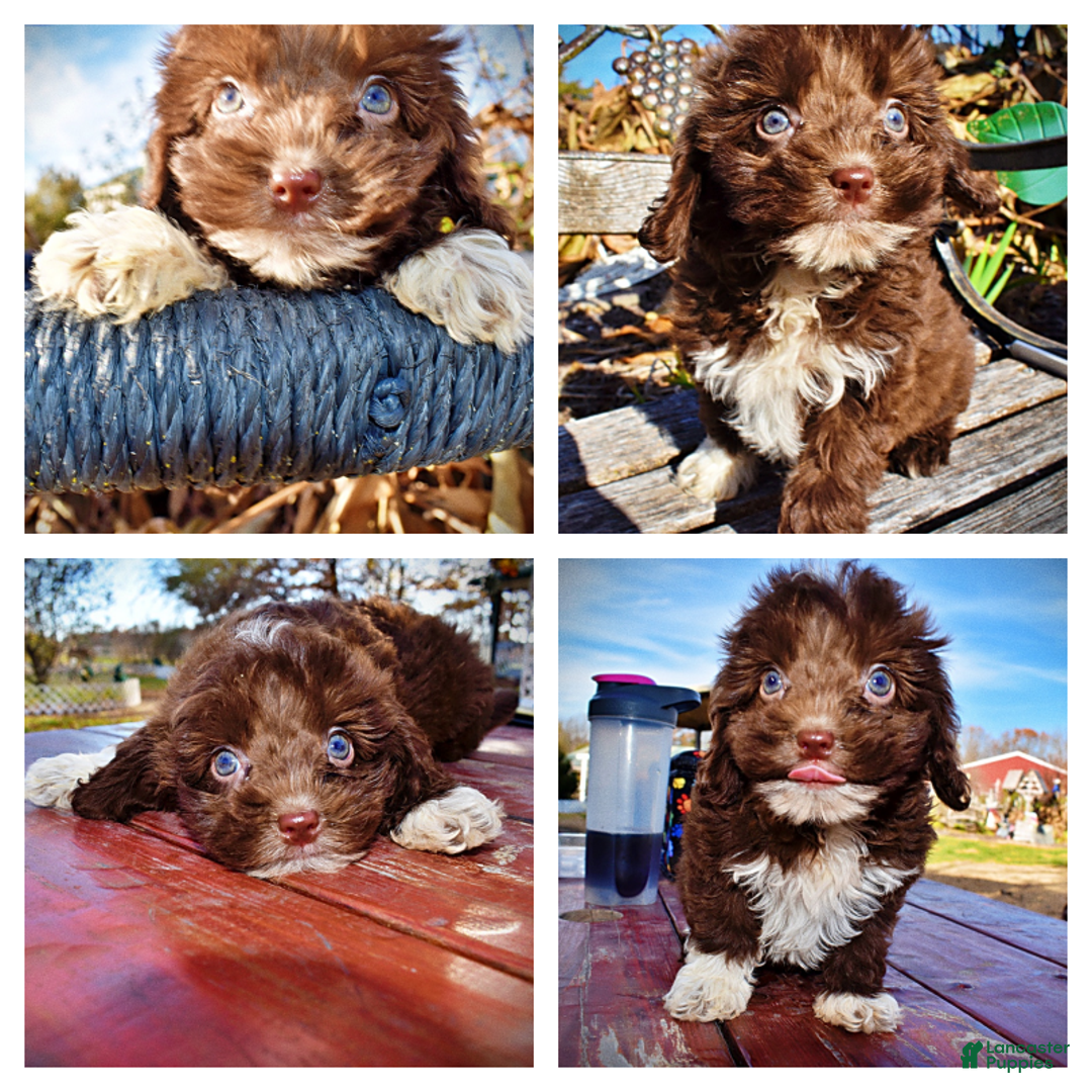 Havapoo dogs for sale: Ozzie - Ad 1