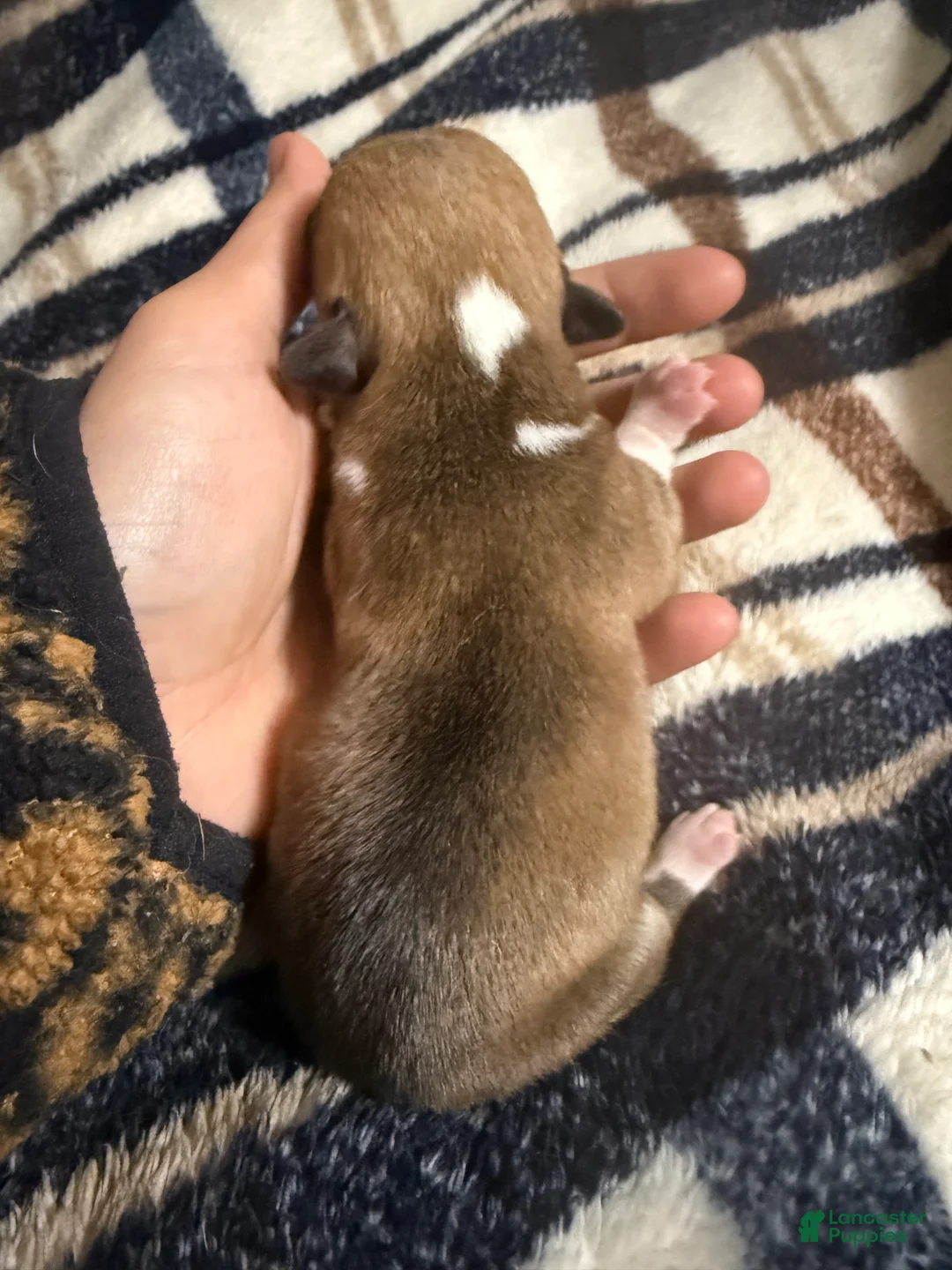 Welsh Corgi Pembroke dogs for sale: Welsh Corgi Pembroke Puppy 7 - Ad 2