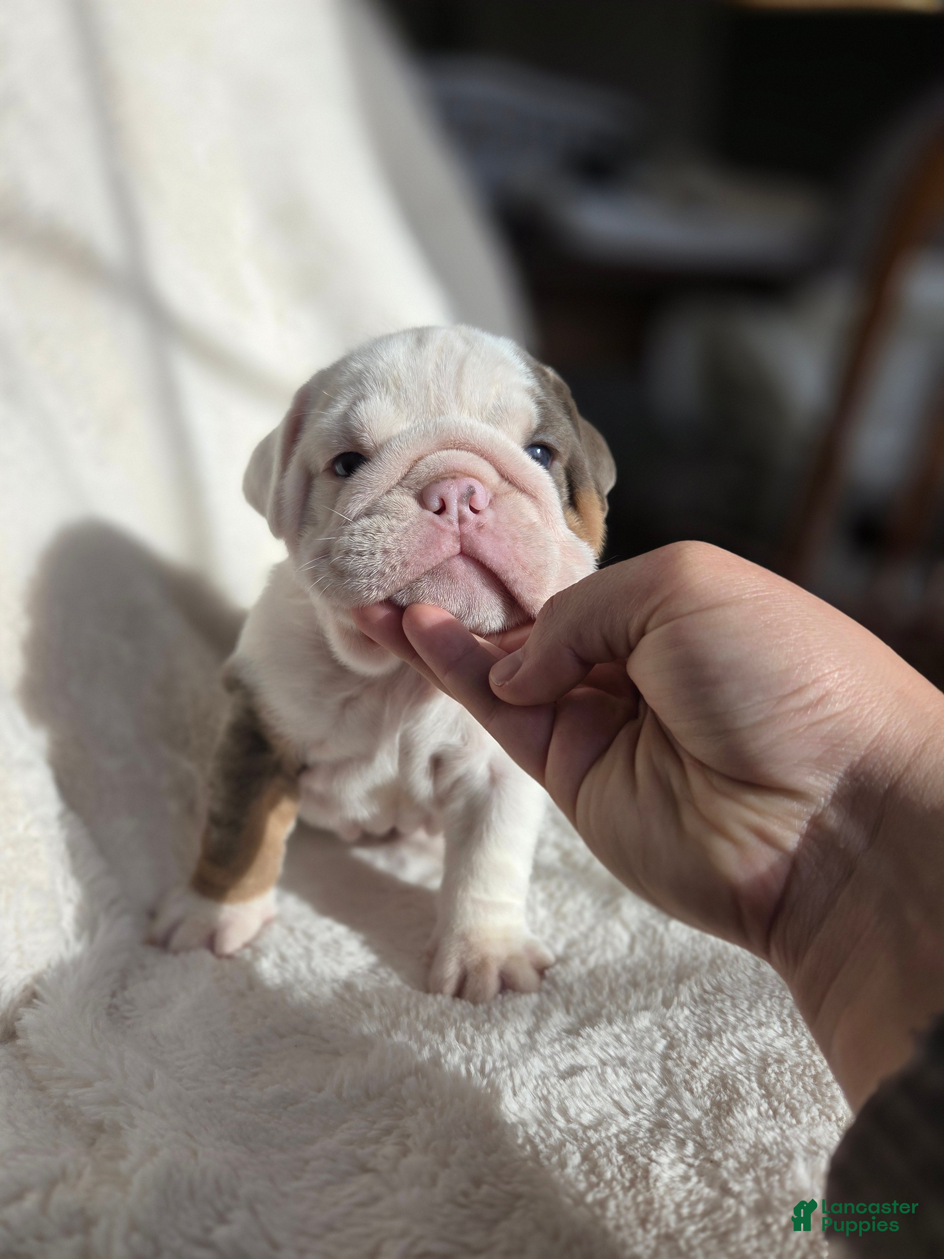 English Bulldog dogs Skye - Ad 42
