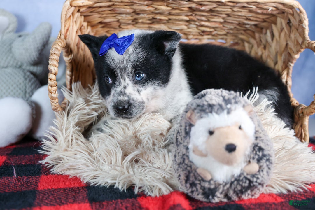 Mixed Breed dogs for sale: DIAMOND - Ad 2