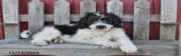 Bernedoodle dogs for sale: Max - Ad 4