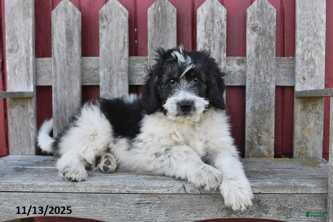 Bernedoodle dogs for sale: Max - Ad 4