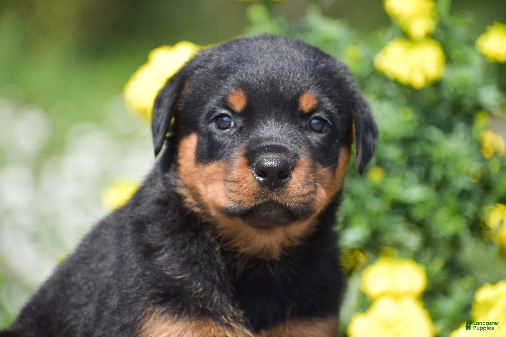 Rottweiler dogs Roxy - Ad 2