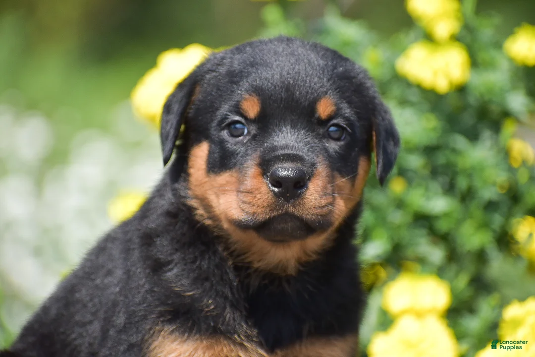 Rottweiler dogs for sale: Roxy - Ad 2