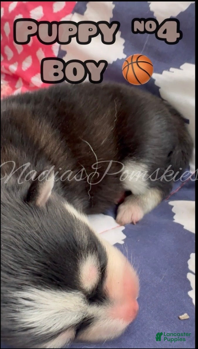 Pomsky dogs Pomsky 4 BOY - Ad 1