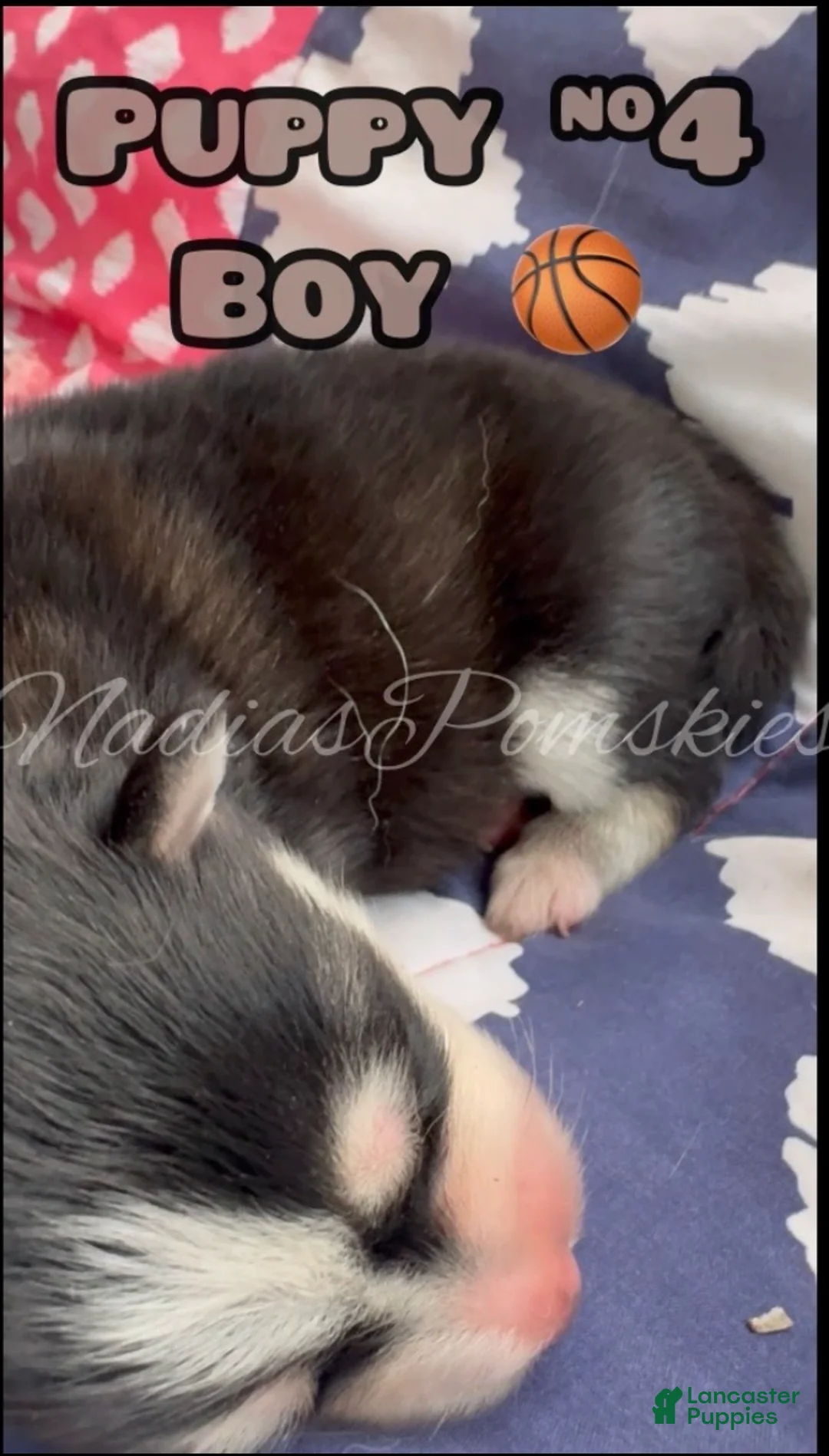 Pomsky dogs for sale: Pomsky 4 BOY - Ad 1