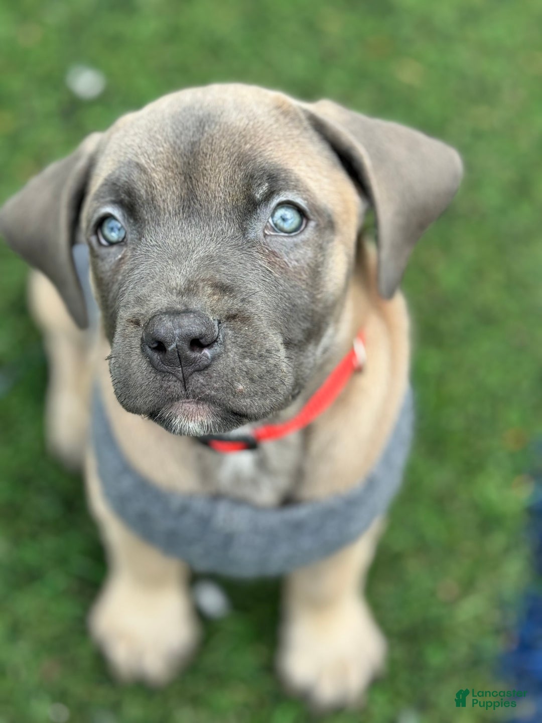 Cane Corso dogs for sale: Star - Ad 6