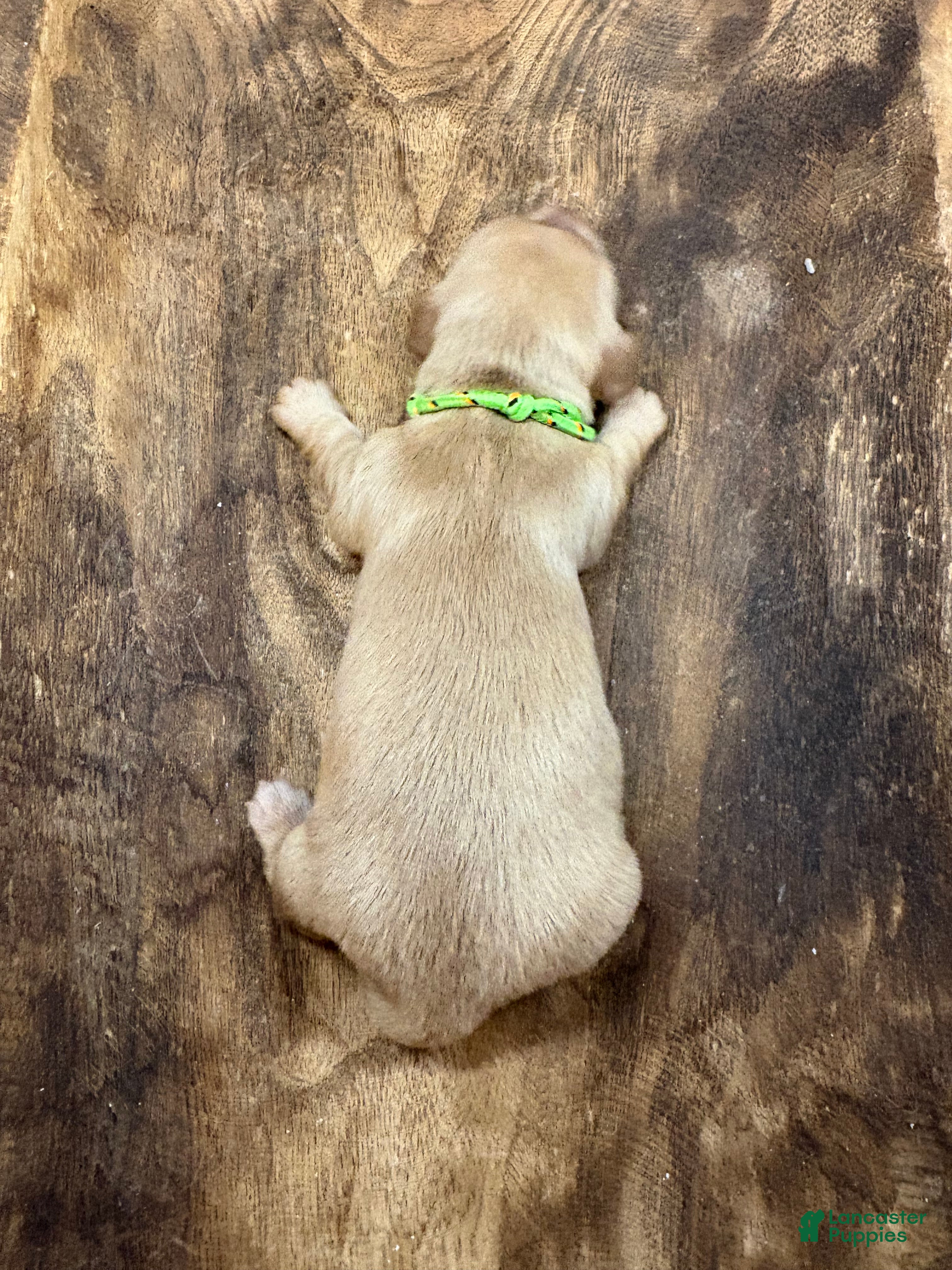 Miniature Dachshund dogs Pearl- purple - Ad 2
