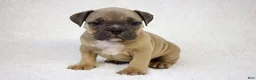 American Bully dogs for sale: Fawn male - Ad 2