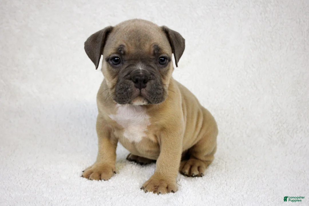 American Bully dogs for sale: Fawn male - Ad 2