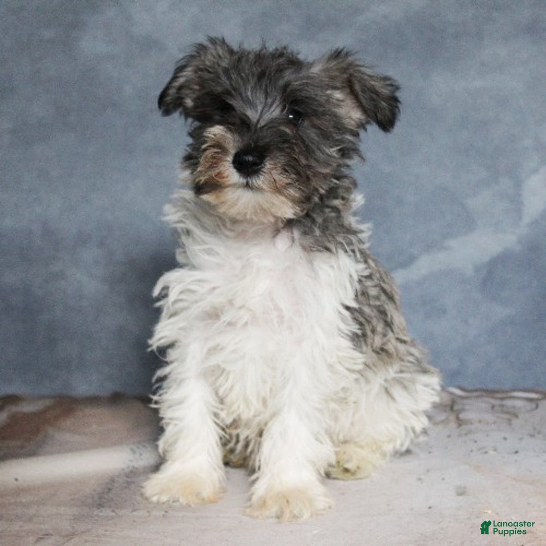 Miniature Schnauzer dogs for sale: Gavin - Ad 2