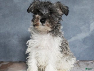 Miniature Schnauzer dogs Gavin - Ad 27