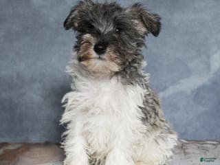 Miniature Schnauzer dogs Gavin - Ad 40
