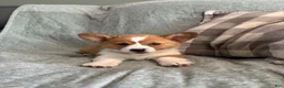 Welsh Corgi Pembroke dogs for sale: Welsh Corgi Pembroke 3 - Ad 9
