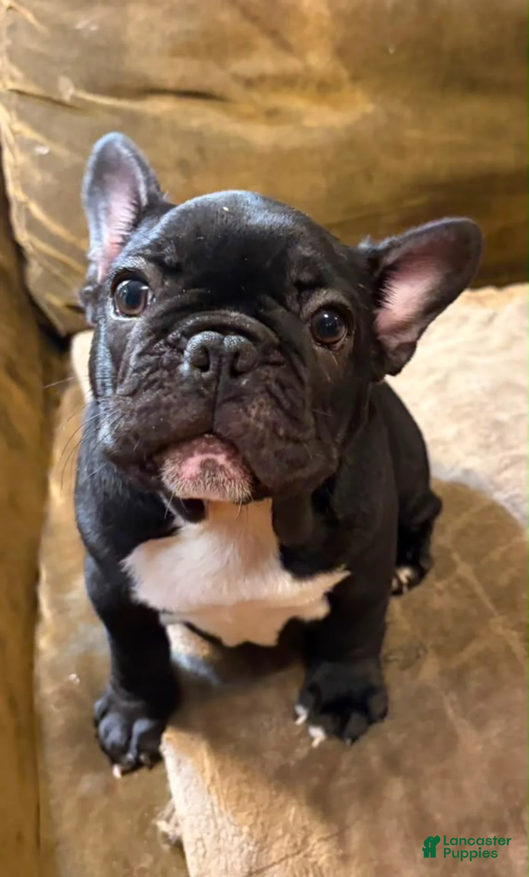 French Bulldog dogs for sale:  Indy - Ad 2
