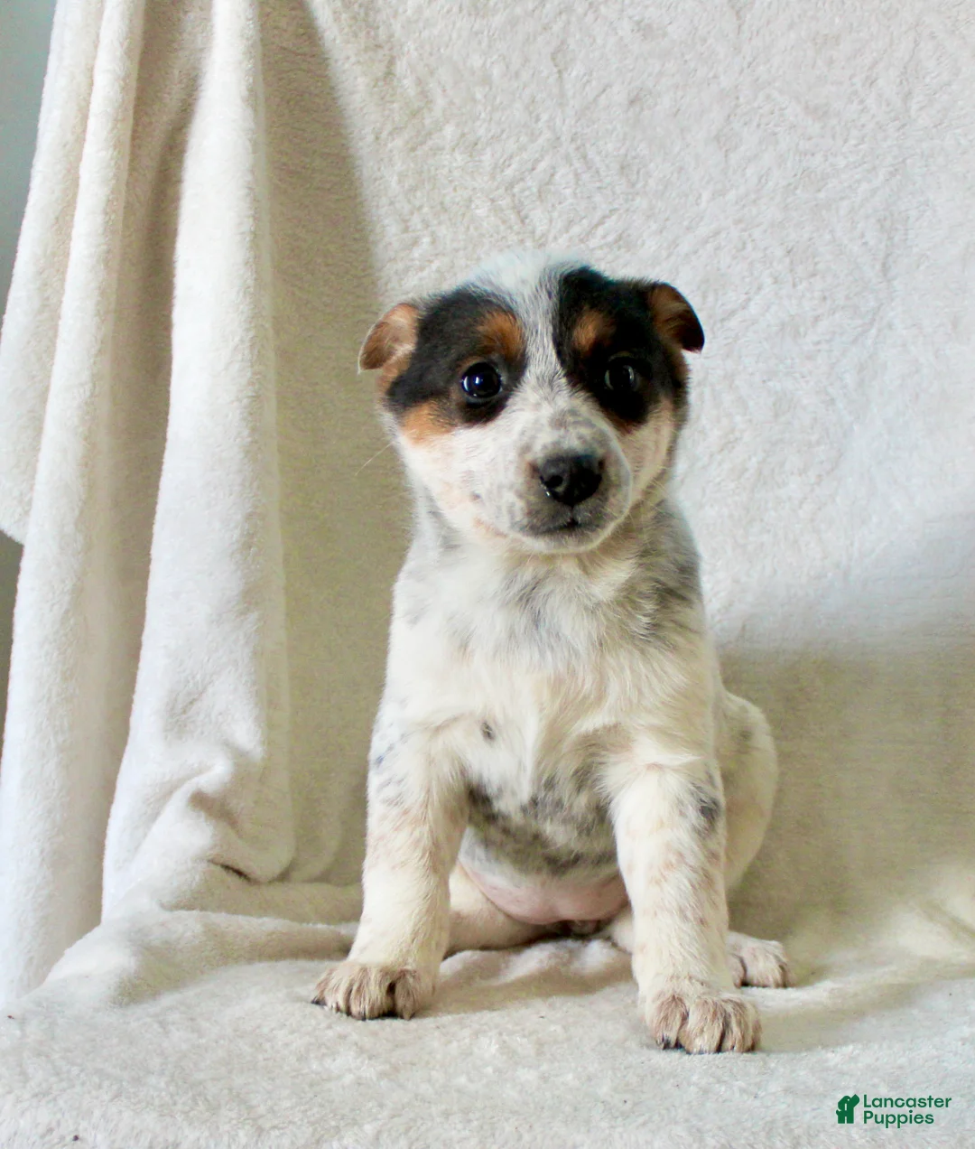 Australian Cattle Dog dogs for sale: Ronda - Ad 1