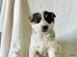 Australian Cattle Dog dogs for sale: Ronda - Ad 3