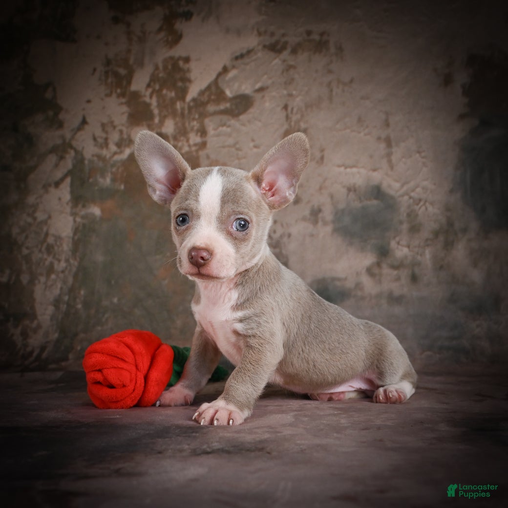 Chihuahua dogs for sale: Jay - Ad 5