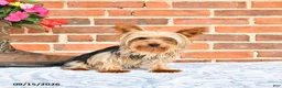 Yorkshire Terrier dogs for sale: Wallis - Ad 7