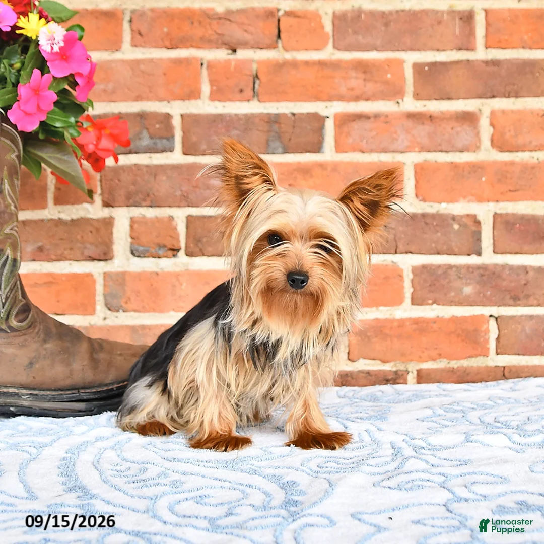 Yorkshire Terrier dogs for sale: Wallis - Ad 7