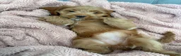 Cockapoo dogs for sale: Sirya - Ad 9