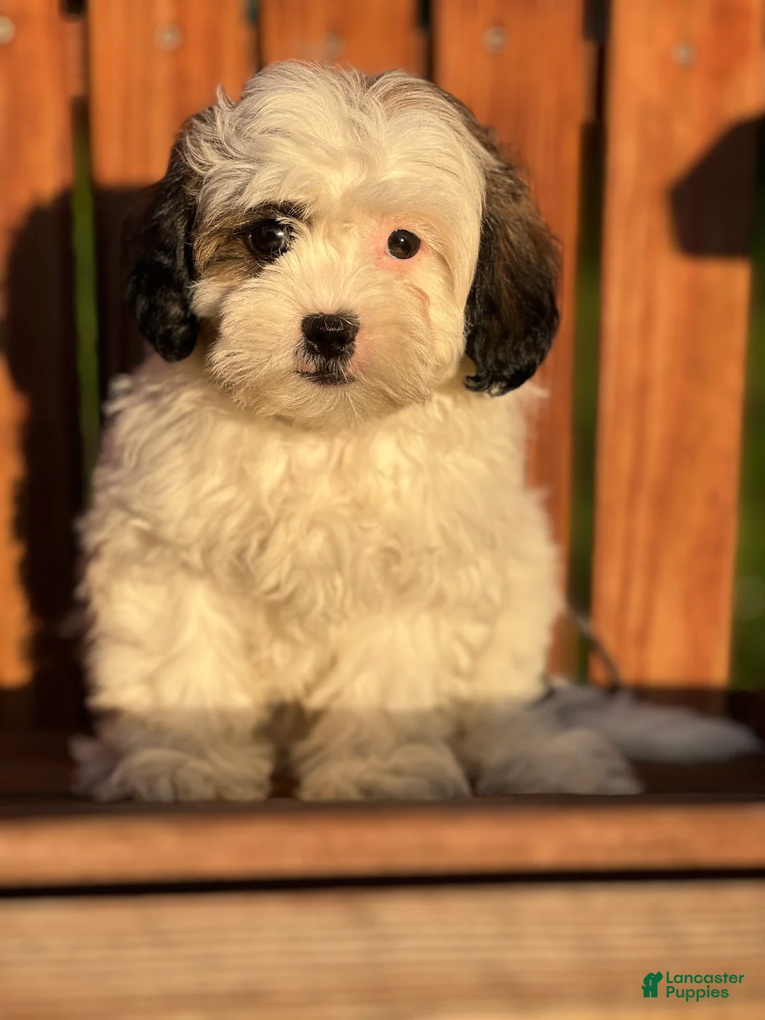 Shihpoo dogs for sale: Franzine - Ad 1