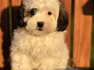 Shihpoo dogs Franzine - Ad 15