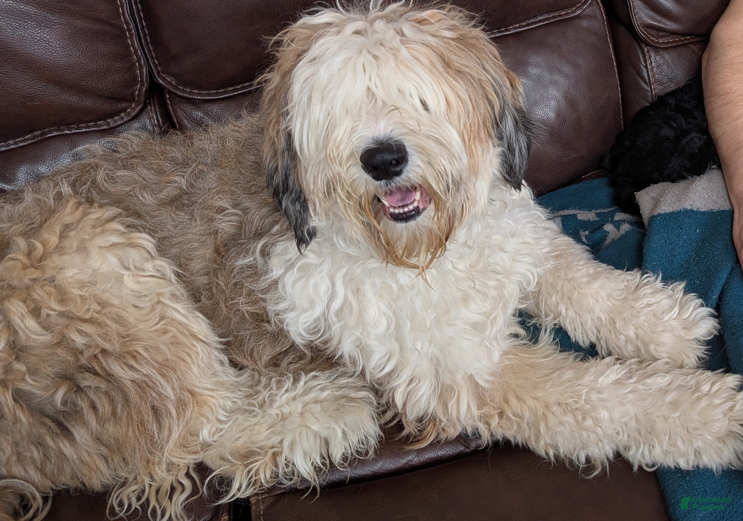 Baylee's Joyfull Noel