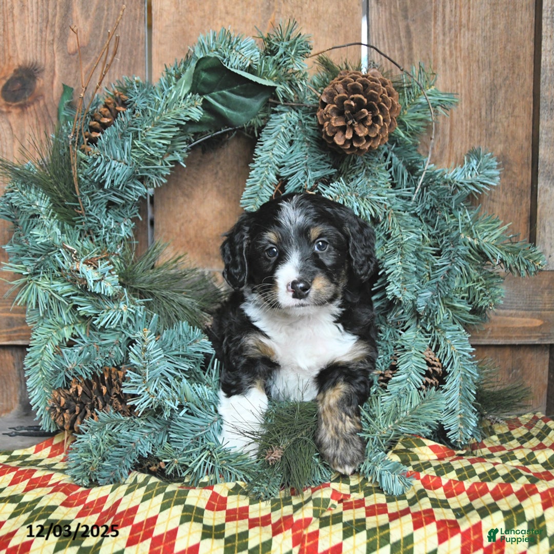 Mini Bernedoodle dogs for sale: Ollie - Ad 2